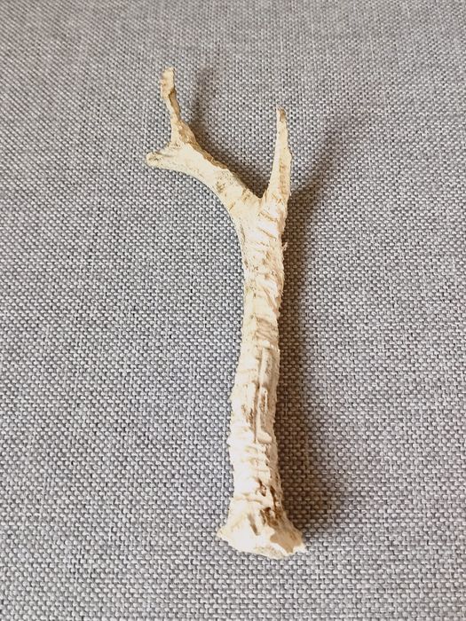 Róg sarny, wysokość 20cm