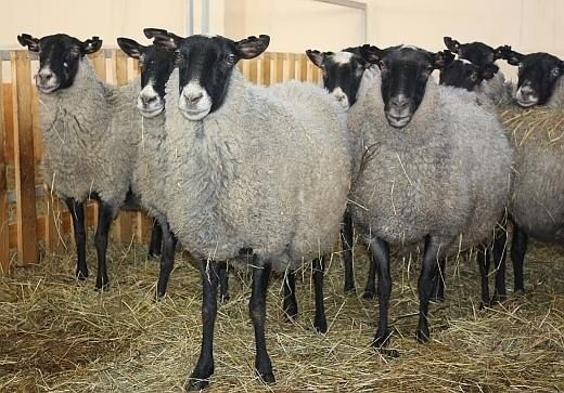 Продаж Романівські вівці ярички бараны романовские