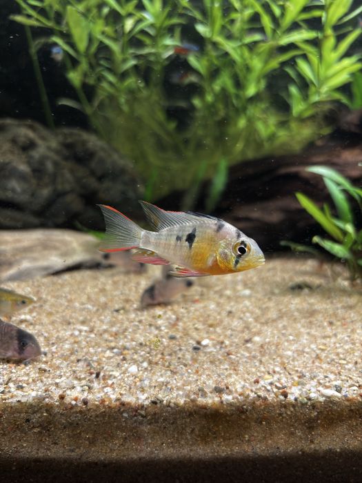 Pielegniczka boliwijska