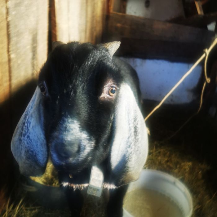 Продам 2  англо-нубийских коз