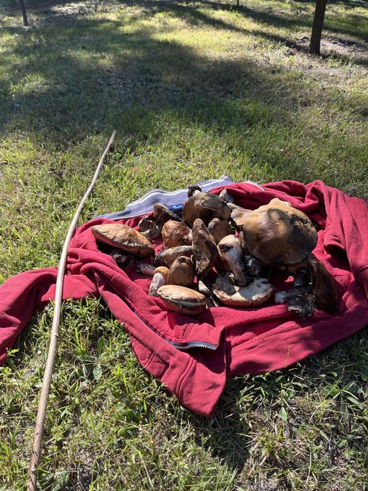 Оренда еко будинок «Мальва» з озером і банею