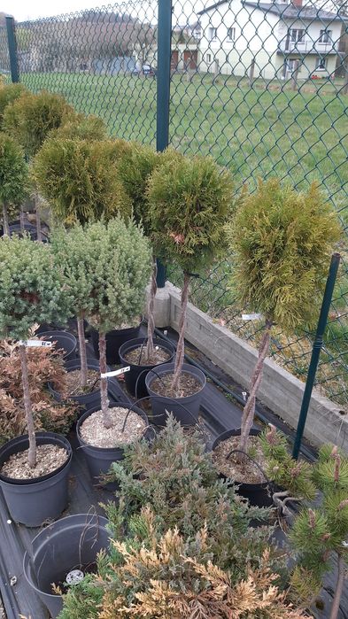 Drzewka tuje jalowce jodły formowane  na pniu.