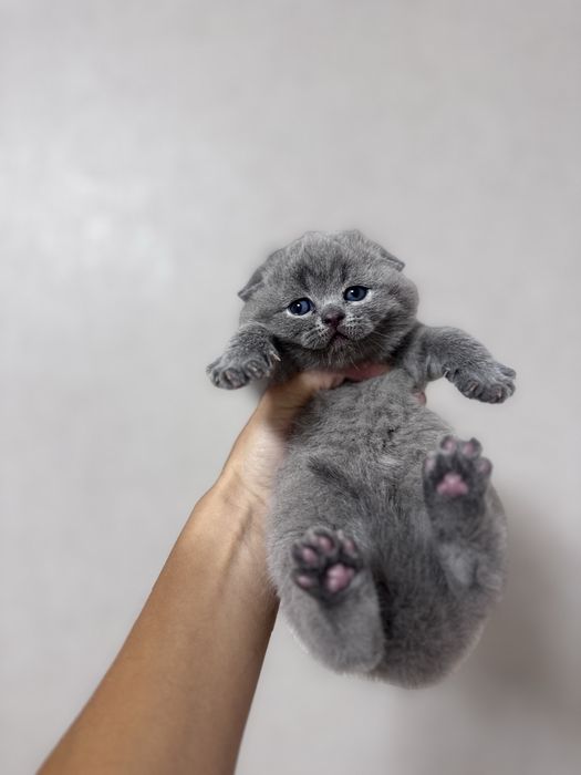 Шотландський висловухий котик , Тернопіль