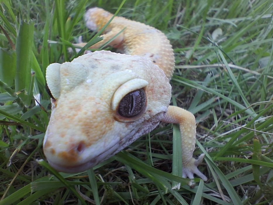 Gekony lamparcie z terrarium.