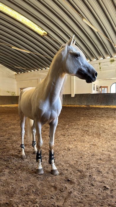 Cavalo cruzado de árabe