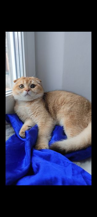 Шикарные прямоухие вислоухие котята золотая шиншилла мальчик девочка