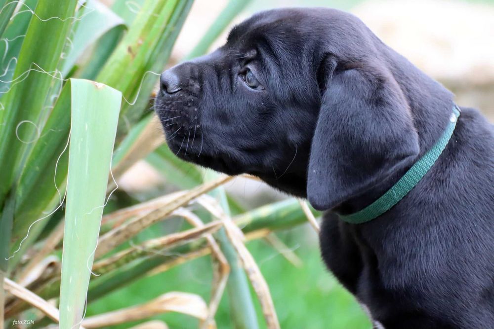 Cane Corso Italiano ZKwP / FCI Pies