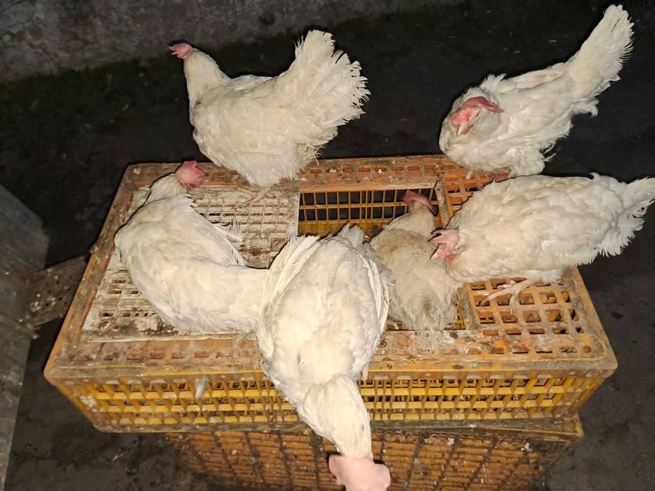 Продаю річну курочку