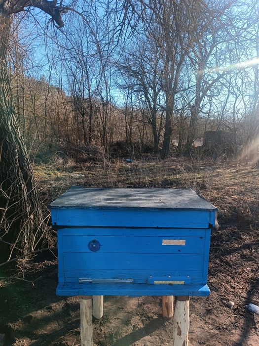 Бджолосім'ї з вуликами