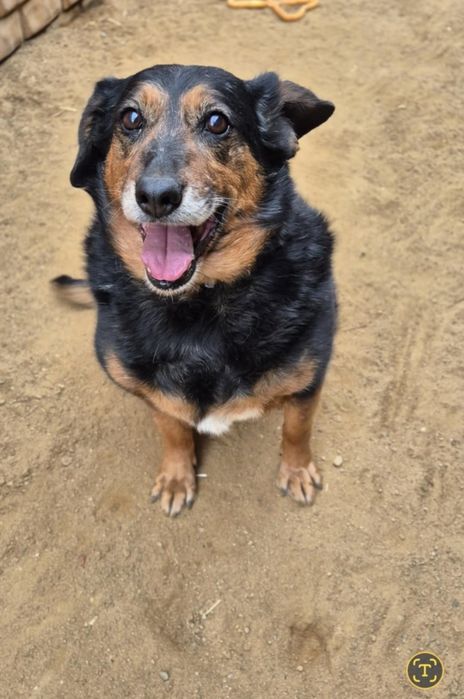 Szukamy domu dla cudownej suczki!