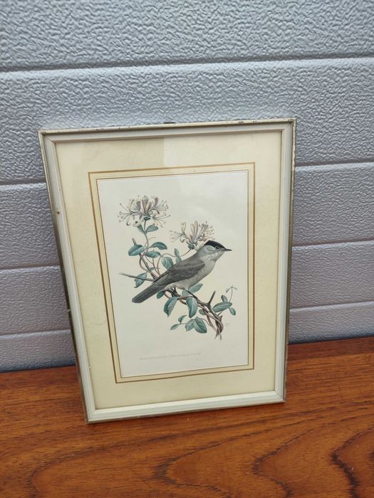 Stara Grafika w drewnianej ramie - Ptak - Ciekawa - D