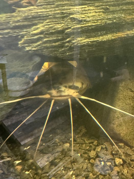 Sum clarias - ponad 40 cm