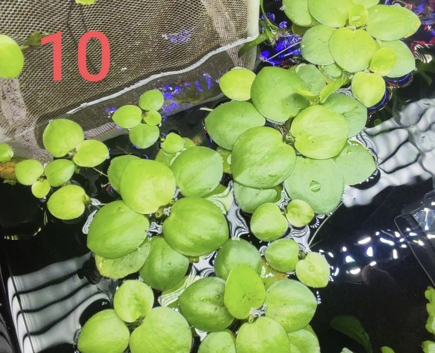 Plantas aquário água quente