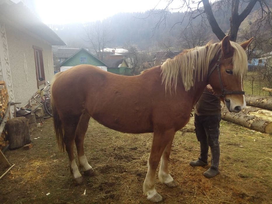 Продається кобила. Верховинський район