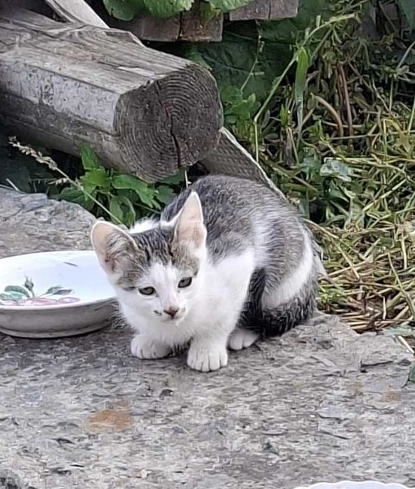 Кошеня шукає дім