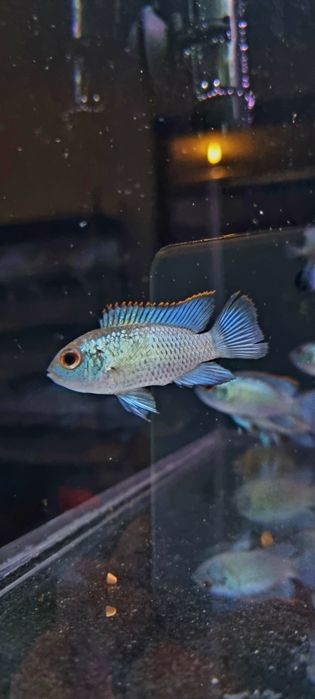 Akara electric blue