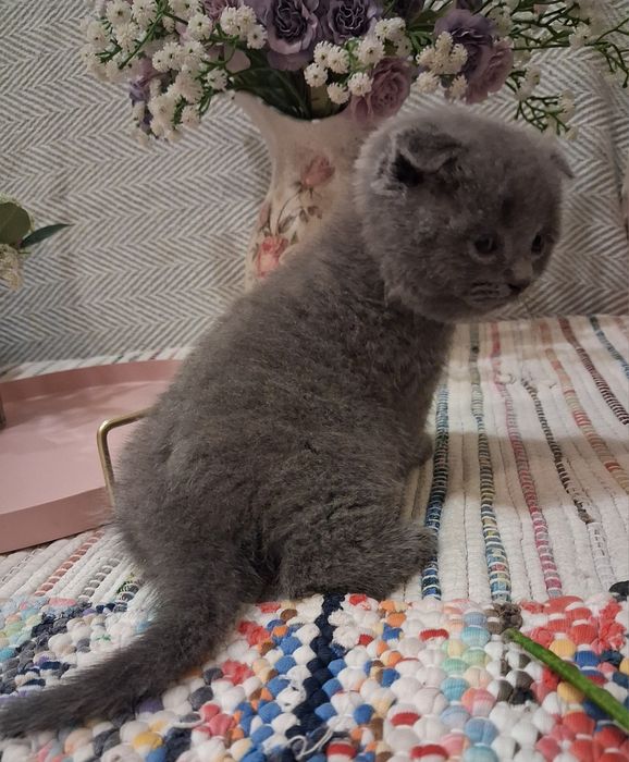 Шотландські кошенята