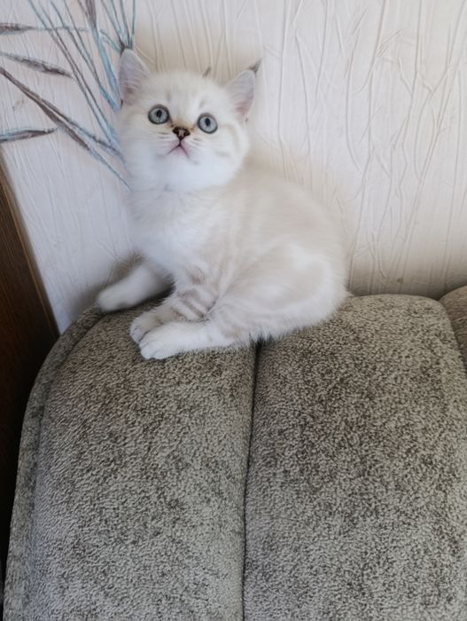 Шотландські котики з плюшовою шерстю
