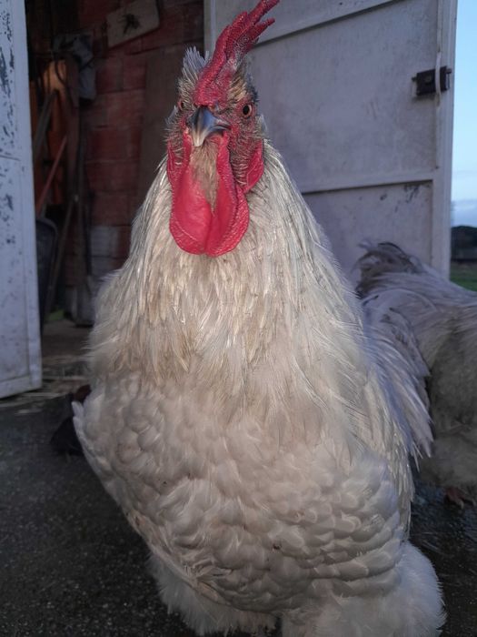 Macho Orpington Lavanda (7meses)