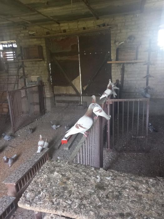 Gołębie lotowe ok 70 sztuk