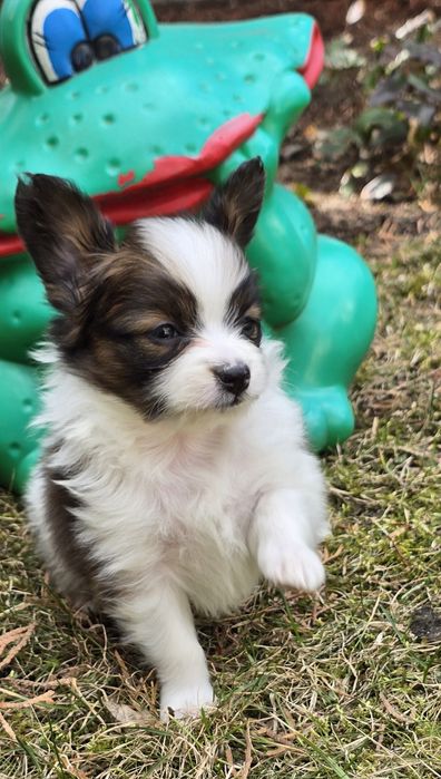 PAPILLON - przepiękna sunia - ZKwP/FCI