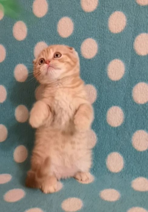 Эшли ( скоттиш фолд)
