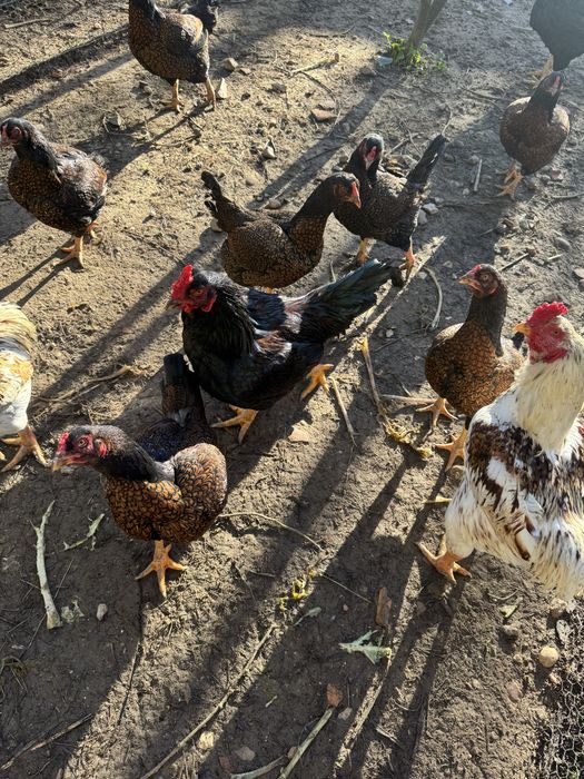 Vendo cornish  - femeas pardo a iniciar postura