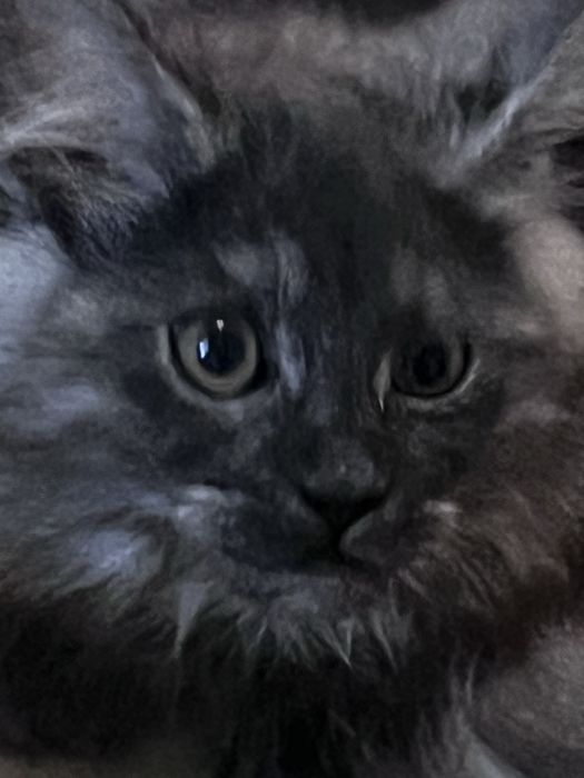 Мейн кун ,дівчинка ,чорний дим