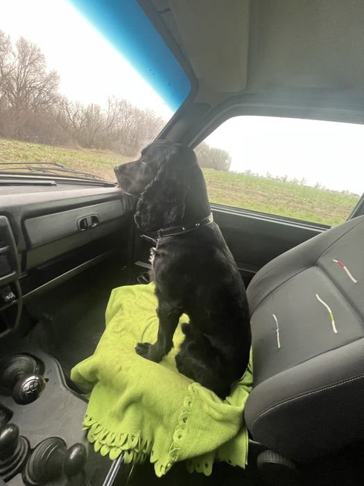 В’язка Кокер спанієль