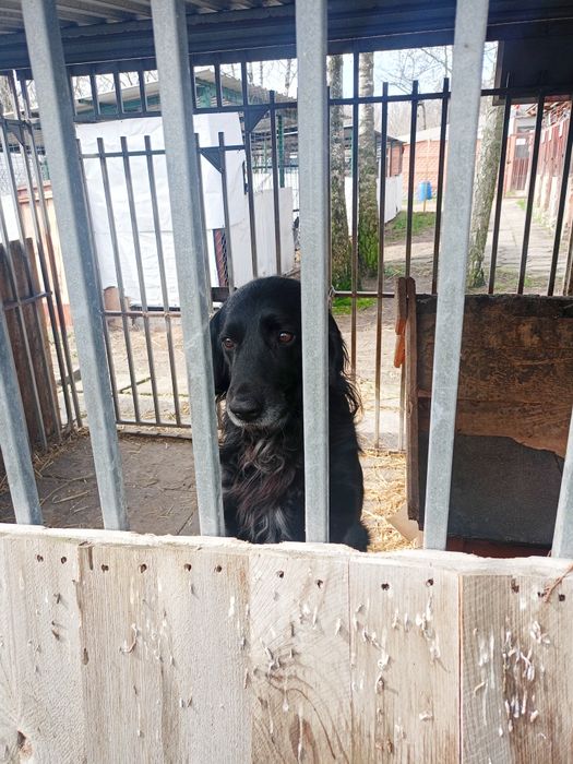 Jackie- piękny pies z bardzo smutną przeszłością