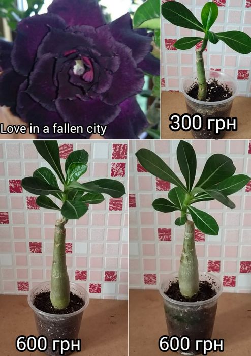 Аденіум щеплений King Blue Magenta