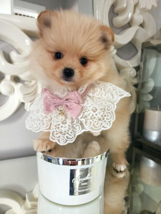 Sunia***szpic miniaturowy pomeranian