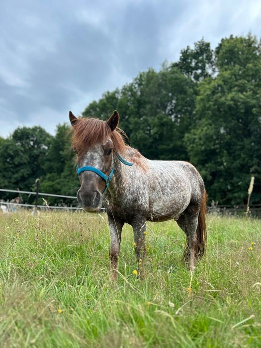 Koń kuc (ogier) Kolumb