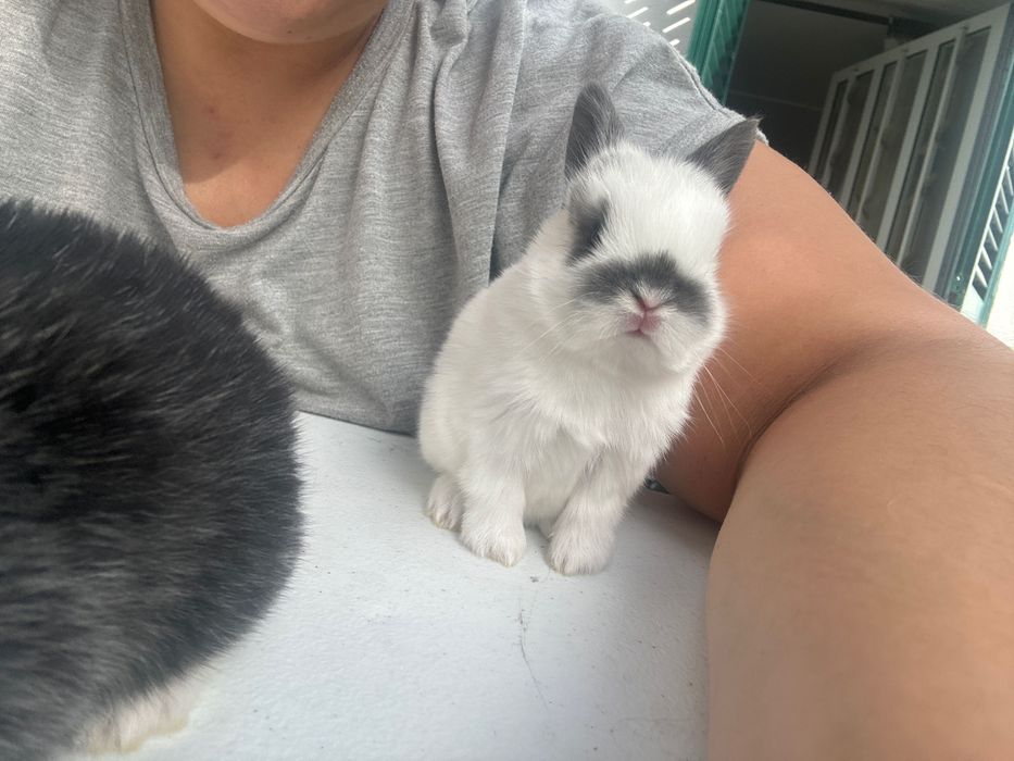 Coelhos anões bebé docil