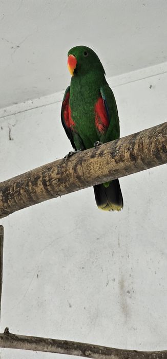 Papagaio Eclectus