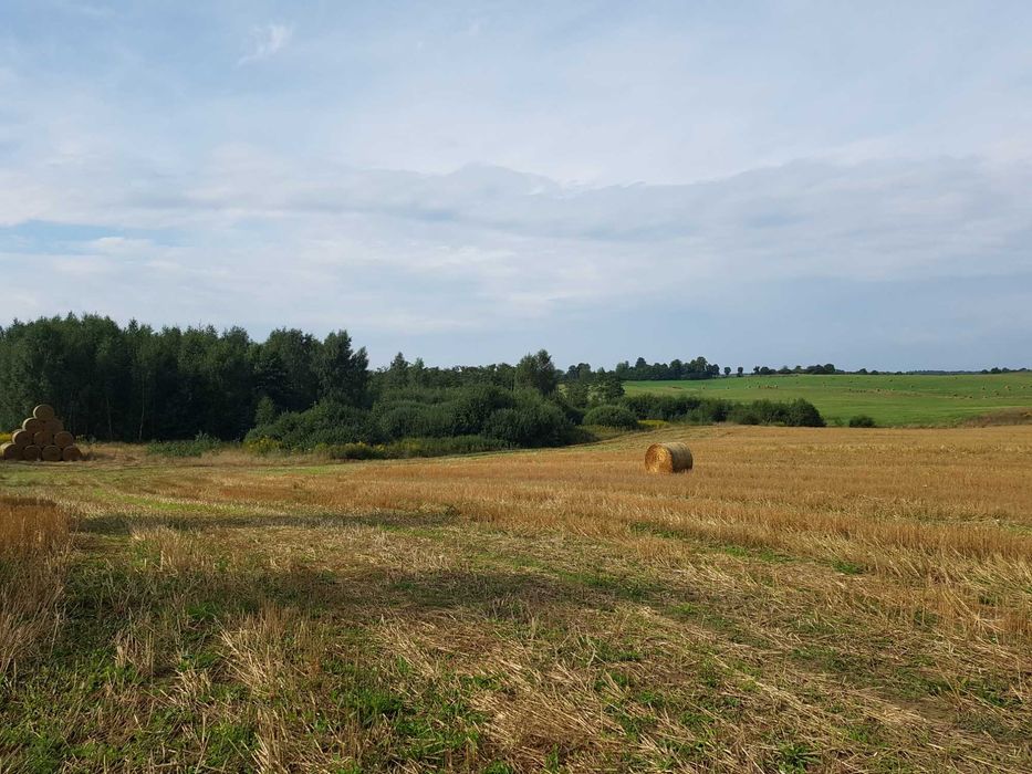 7,4 HA GRUNTU ROLNEGO – HUTA ŻUŁAWSKA – Asfalt – Blisko Elblaga