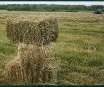 Продам сіно в тюках .