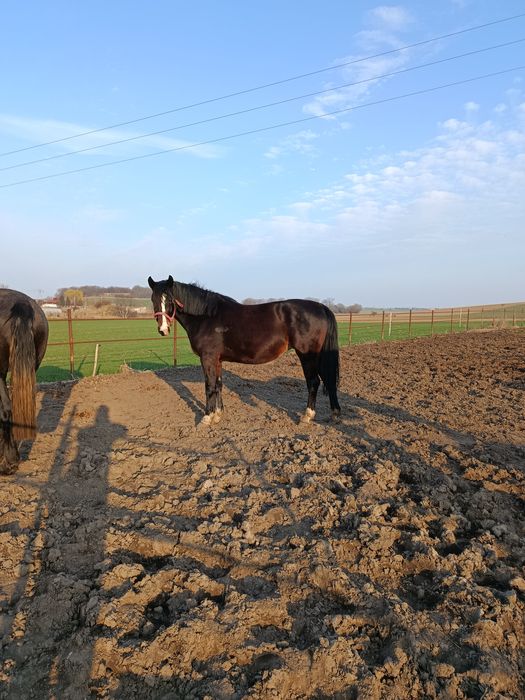 Klacz Śląska malowana Fortuna (GI)