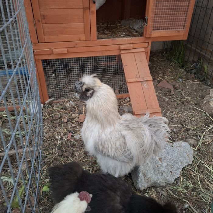 Galo sedosa do Japão