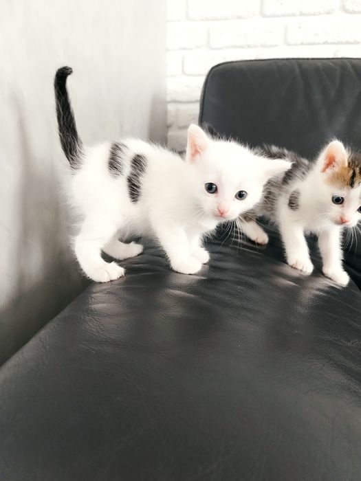 Грайливі кошенятка