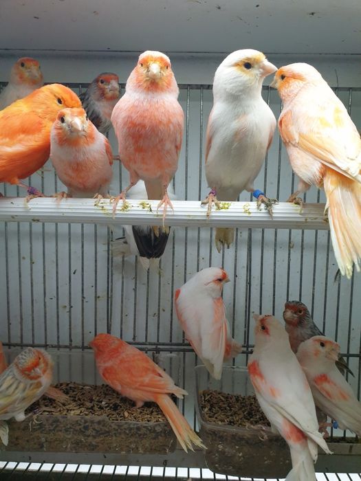 Canários lindíssimos