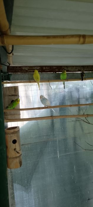 Aves piriquitos  novos o casal