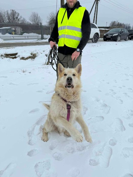 Sigma, starszy psiak siedzi w boksie  za niewinność