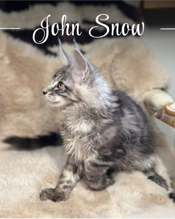 Maine Coon kocurek polidactyl