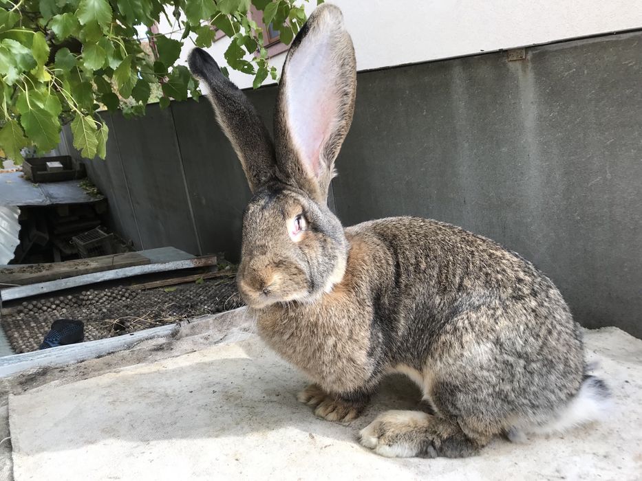 Кролики породи фландр.