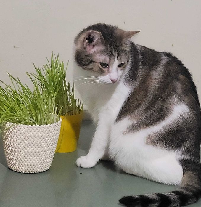 Kocurek Dior czeka na cud!