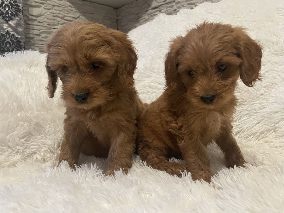 Cockapoo szczeniaki