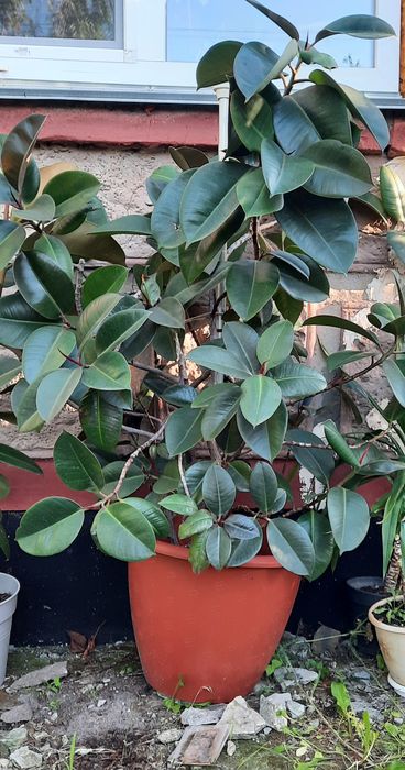 Кімнатні рослини