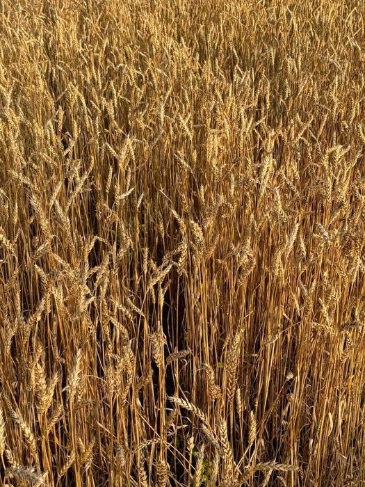 Продам пай 5,6 га в Дніпропетровській області