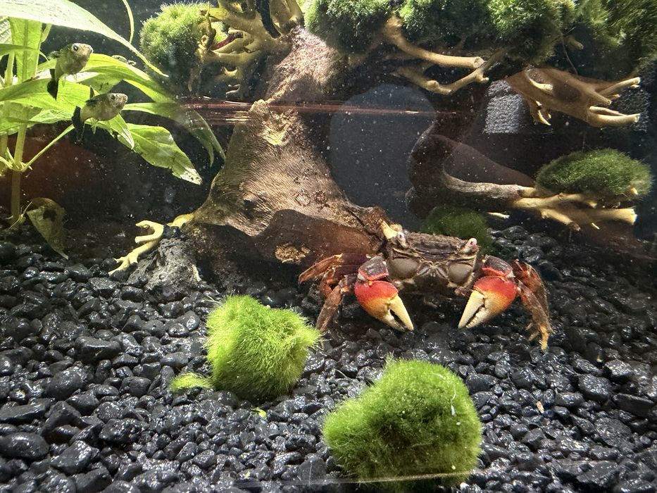 Krab Spider Red Samica